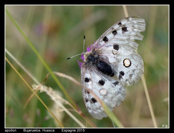 apollon1
