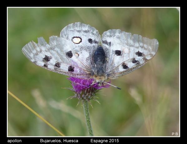 apollon2