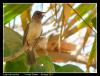 bulbul1