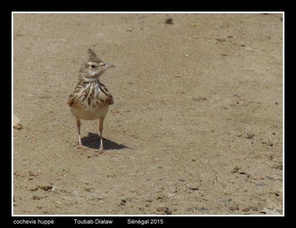 cochevis1