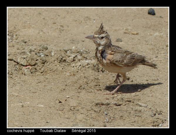 cochevis2