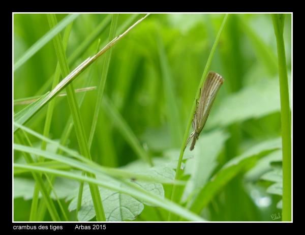 crambus des tiges