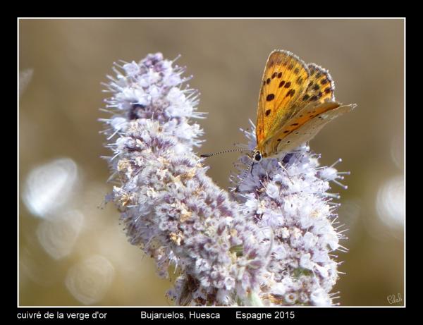 cuivré de la verge d'or2