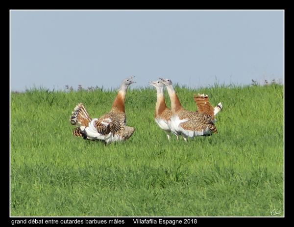 outardes18