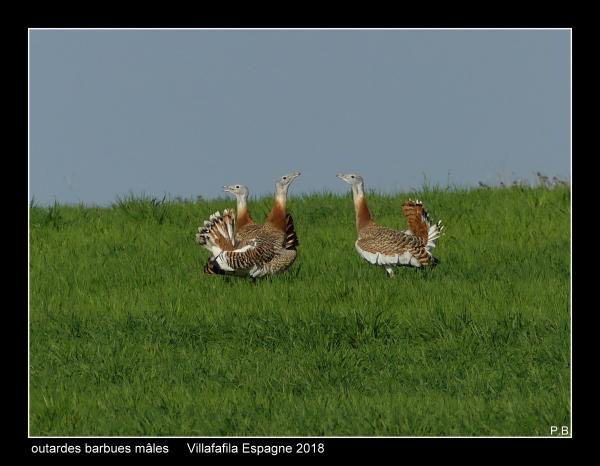 outardes19