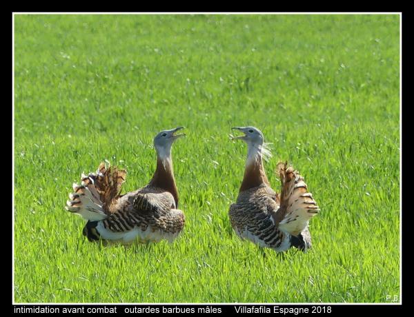 outardes20