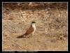 coucal du Sénégal