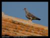 pigeons et tourterelles