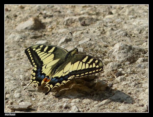 machaon