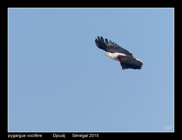 P1540948