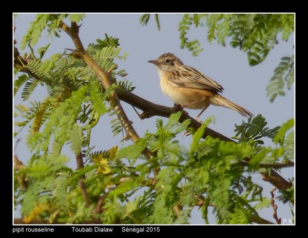 pipit